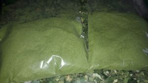 100% poudre de feuilles de pandan de qualité supérieure organique 1 kilogramme taille d'exportation sac emballé sous vide - Product Image 5