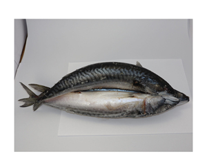 Pescado Atún Congelado Premium a Granel, Venta Caliente de Mariscos, Atún del Pacífico Entero Congelado, Compre el Mejor Atún Congelado - Product Image 4