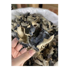 Hongo de Oído de Madera Seco al por Mayor, Hongo Negro Seco, Hongo Negro de Grado Superior, Listo para Exportar - Product Image 5