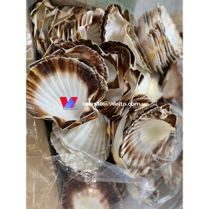 Concha de Vieira Blanca Natural Grande para Decoración del Hogar/ Lima - Product Image 4