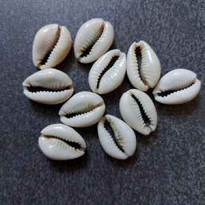 Conchas de cauri africanas de corte central ecológicas genuinas Cypraea Annulus Mixed | Conchas de cauri Conchas de mar naturales para la adivinación - Product Image 6