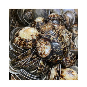 Tesoro oceánico: Recuerdos de conchas marinas naturales para coleccionistas - Product Image 1