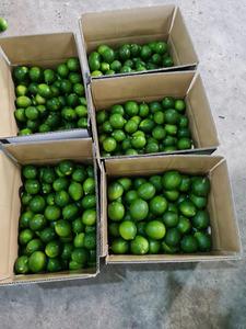 สีเขียวมะนาวต้นกำเนิดเวียดนามราคาดีพร้อมส่งมะนาวสดไร้เมล็ด/คุณลูซินด้า - Product Image 5