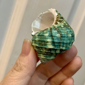 Conchas de vieira blancas naturales grandes al por mayor conchas de caracol de mar pulidas estilo animal listas para decoración exportar directamente a Vietnam - Product Image 3