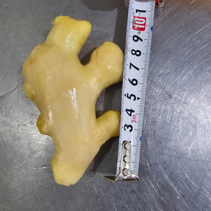 El más vendido, jengibre de primavera, la mejor calidad, jengibre congelado de Vietnam, tipo Pell de jengibre, tamaño de búfalo 150g-350g, origen de Vietnam - Product Image 1