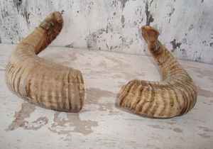 Natural hecho a mano Kudu Ram Horn Shofar Cuerno natural Shofar para soplar y propósito religioso Kosher Shofar Polishedagate - Product Image 3