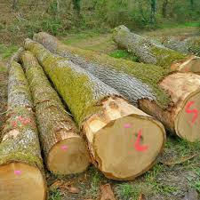 Troncos de roble blanco para fabricación de muebles Troncos de roble blanco para uso industrial de madera Troncos de roble blanco para astillas de madera - Product Image 5