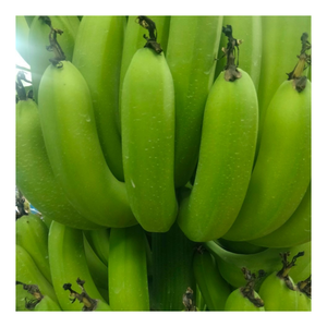 Banane Cavendish fraîche préparée pour l'exportation avec une coupe soignée et un emballage en vrac par un exportateur vietnamien de bananes Cavendish fraîches - Product Image 5