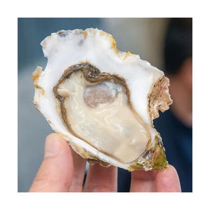 Huîtres kaki de qualité supérieure, élevées en ferme, avec coquille, pour les acheteurs en gros et livraison rapide - Product Image 1