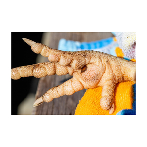 Pieds et pattes de poulet congelés Origine du Brésil Pieds et pattes de poulet congelés approuvés - Product Image 1