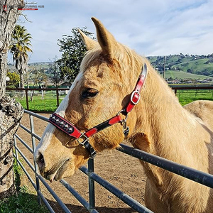 Cabestros para Caballos de Primera Calidad, Venta Caliente, Mejor Calidad, Cómodos, Nuevo Diseño, Cabestro de Equitación, Fabricante de Cabestros de Alta Gama - Product Image 6
