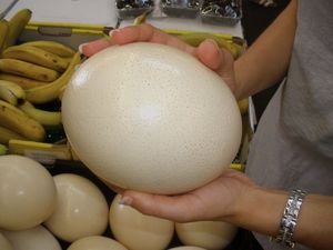 Tươi thụ tinh trứng đà điểu sống đà điểu gà con trưởng thành chim để bán cho trang trại sử dụng - Product Image 5