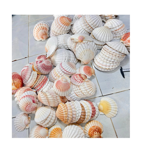 Coquilles de pétoncle blanches naturelles de qualité supérieure pour l'artisanat artisanal Assiettes de fruits de mer écologiques et style de table côtière - Product Image 4