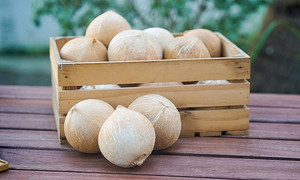 <b>Fresh</b> Quality Dehusked <b>Coconuts</b> For Sale - Product Image 6