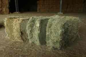 Natural Rhodes Grass <b>Hay</b> Dried Animal Feed in Bales Balanced Diet for Pig Cattle Horse Consumption - Product Image 5