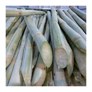 Exportador de caña de azúcar congelada de confianza en Vietnam: embalaje personalizado y suministro confiable para compradores globales - Product Image 4