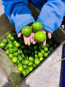 Limón Verde Fresco sin Semillas al por Mayor para Importadores - Product Image 6