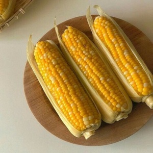 Maïs Doux Séché Frais Jaune Blanc Non-Glutené Non-OGM en Vrac, Durée de Conservation de 2 Ans, 100kg, 100% Mûr, Qualité Compétitive pour l'Alimentation Animale - Product Image 4