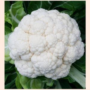 Brócoli Blanco Crudo, Vegetal Nutritivo de Vietnam a Buen Precio - Product Image 4