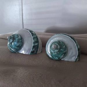 Turbo Seashell perfecto para exhibiciones de Acuario, fabricación de joyas y creaciones decorativas inspiradas en el océano - Product Image 2
