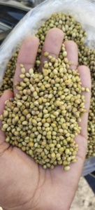 Semillas de Cilantro Premium Eagle, Especia Única de Alta Calidad, Procesada con SORTEX, Ingrediente Aromático Natural, Ideal para Cocinar - Product Image 3