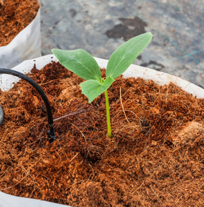 Proveedor exportación 2024 turba de coco ecológica al mejor precio del mercado - Product Image 3