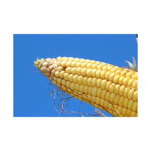 ข้าวโพดสีเหลือง GMO ขนาดใหญ่สำหรับปศุสัตว์การเพาะเลี้ยงสัตว์น้ำและการทำฟาร์ม - Product Image 4