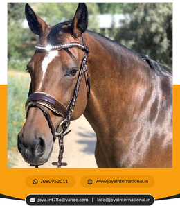 บังเหียนม้าแบบสแนฟเฟิลสีน้ำตาลเงาคุณภาพดีที่สุด ราคาขายส่ง สินค้าคุณภาพ - Product Image 2