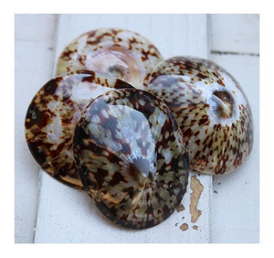 Suministro a granel de carcasa de Lapa para artesanías de mosaico de Arte de concha y arreglos decorativos interiores - Product Image 1