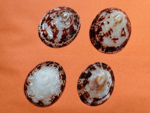 Coquilles de patelle parfaites pour les conceptions sur le thème côtier, acheter des coquilles de patelle pour les cadres d'art de plage, les bouteilles en verre ou la décoration de mariage - Product Image 4