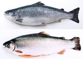 Trucha Entera Congelada LQF con Conservación Baja en Sodio Grado AA Baja en Grasa - Product Image 2