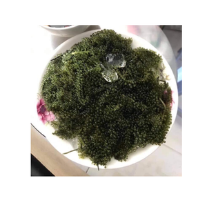 Raisin de mer bio frais et délicieux parfait pour le régime végétalien et Keto - Product Image 1