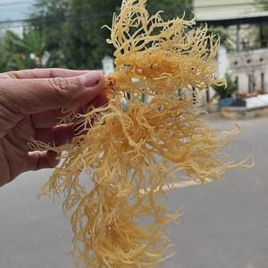 Bulk Factory Vietnam Dried <b>Sea</b> <b>Moss</b> Raw Eucheuma Cottonii Purple Gold Irish Seaweed Spinosum Custom Label Pack - Product Image 5