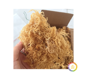 Premium seco Eucheuma Cottonii Seamoss a granel buen precio mariscos utilizados para alimentos o fabricación de geles al por mayor - Product Image 1