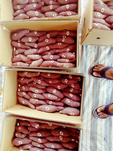 Chất lượng cao màu tím tươi khoai lang sẵn sàng cho xuất khẩu từ Việt Nam - Product Image 5