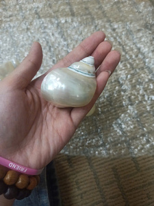 ห่วงรัดผ้าเช็ดปากลายเปลือกหอยเทอร์โบระดับพรีเมี่ยมจากเวียดนามของตกแต่งทำด้วยมือที่สมบูรณ์แบบสำหรับงานแต่งงานงานอีเว้นท์และรับประทานอาหารริมชายฝั่ง - Product Image 4