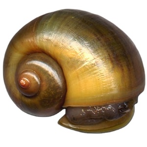 Escargots surgelés populaires de qualité supérieure pour une utilisation culinaire, restaurants, cuisine, plats gastronomiques, agriculture, exportation, approvisionnement en vrac - Product Image 4