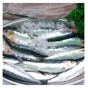 Suministro de Sardinas Congeladas Enteras Redondas de Tamaño Pequeño - Product Image 1