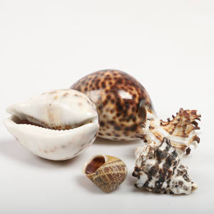 Auténticas conchas marinas naturales decoraciones de fiesta en la playa océano costero tema decoración coleccionable conchas marinas para artesanía hecha a mano - Product Image 2