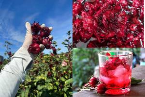 Roselle en conserve dans un sirop sucré, gousses d'artichaut rouge naturel pour la préparation de boissons et les garnitures de desserts - Product Image 6