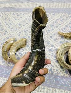 Corne de Choréphore en Mouton Naturel Poli - Décoration Religieuse Écologique de Haute Qualité pour la Maison - Product Image 3