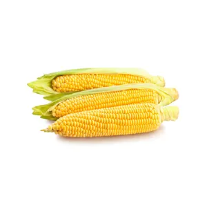 하이 퀄리티 노란색/흰색 옥수수 판매 노란색 옥수수-하이 퀄리티 노란색 옥수수 옥수수 곡물 최고 판매 비