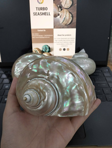Coquillage turbo de luxe pour restaurants et hôtels décoration intérieure produits durables à base de coquillages exportation vente en gros approvisionnement en vrac - Product Image 3