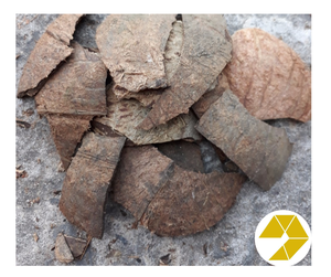 กะลามะพร้าวดิบจำนวนมาก 100% ธรรมชาติ สำหรับทำถ่านคุณภาพพรีเมียมสำหรับงานฝีมือ พร้อมส่งออก คุณภาพและราคาดีที่สุด ขายแล้ววันนี้ - Product Image 3