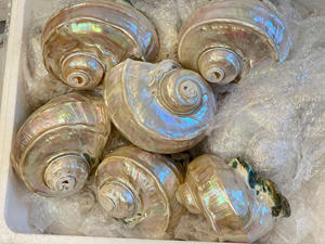 Seashell Natural Tabletop Accent <b>Ornament</b> Created from Polished Marine Shells Ethically Sourced Vietnam - Caryln 0084935825297 - Product Image 4