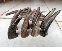 Bonne qualité personnalisée à vendre en vrac corne de buffle et pointe de corne de boeuf et pointe de corne de buffle à vendre au prix par HAND MADE CRAFT