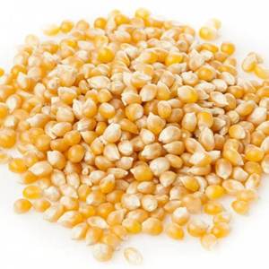 Maïs jaune non gluant naturel de qualité supérieure | Grains de maïs jaunes séchés de 25kg à vendre - Product Image 4