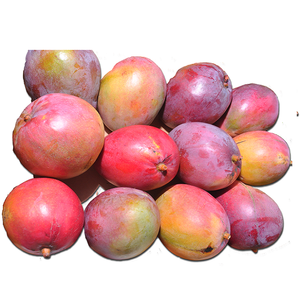 ไทยมะม่วงที่มีคุณภาพสูงพรีเมี่ยม Mahachanok มะม่วงจากประเทศไทย100% ธรรมชาติหวาน Mahachanok มะม่วงไทย - Product Image 1