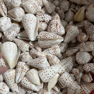 Conchas de Conus Ebraeus al por Mayor - Auténticas de Origen Vietnamita, Ideales para Joyería Artesanal y Manualidades con Temática Oceánica - Product Image 3