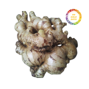 Premium Quality <b>Fresh</b> <b>Ginger</b> for International Markets Carefully Sorted and Professionally Handled - Product Image 5